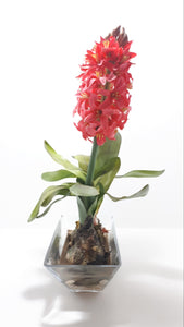 Decorative Faux Aloes Ornament – Textile Petals, Composite Stems, Leaves & Bulbs In Glass Pot